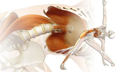 EL MÚSCULO PSOAS, EL REFLEJO DEL MIEDO